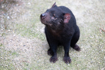Tasmanian Devil (Sarcophilus harrisii) a carnivorous marsupial in Tasmania, Australia
