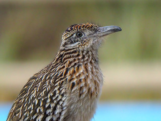 Greater Roadrunner 3