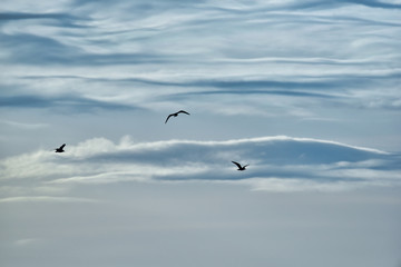 Cloudy background with flying bird