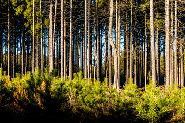 Fototapeta premium Forest. Warm, snowless winter in the Czech Republic