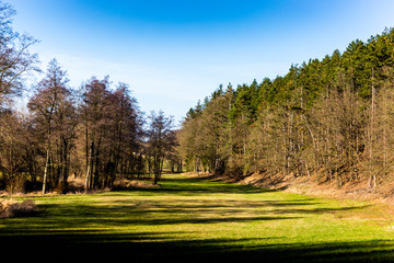 Obraz premium Field and forest