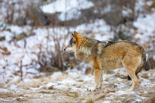 Fototapeta Beautiful male wolf standing in the forest