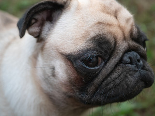 closeup cute muzzle of pug dog outdoor