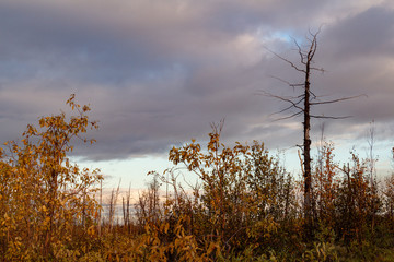 Dry tree and bushes on evening sky background, Norilsk