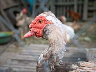 closeup portrait of goose with red beak
