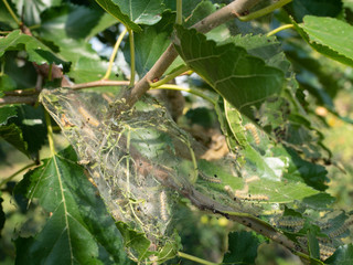 diseased tree green leaves with caterpillar web