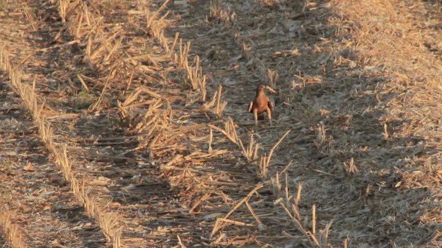Bonelli's eagle stands in the field