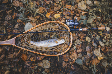 Trout caught in landing net. Fishing for trout.
