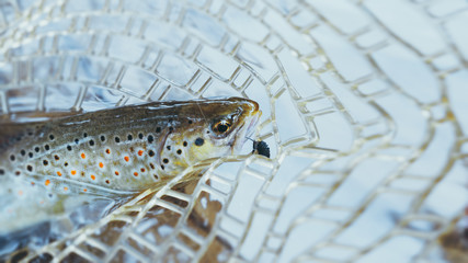 Trout caught in landing net. Fishing for trout. © Виталий Волосевич