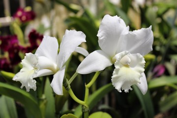 Orquídeas Cattleya Brancas.