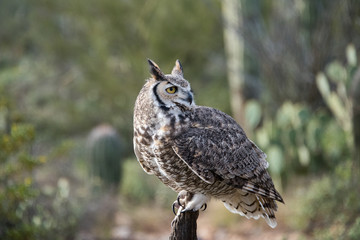 Portrait of a Great Horned Owl in the Desert Southwest