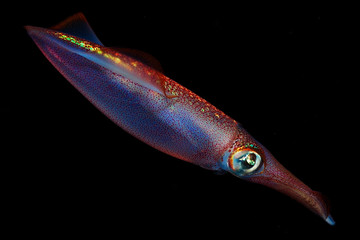 Loligo vulgaris