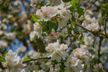 Blooming apple tree in the rays of sunlight.