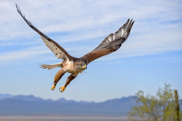 Fototapeta na wymiar Ferruginous Hawk in Flight with Mountains and Sky as Background