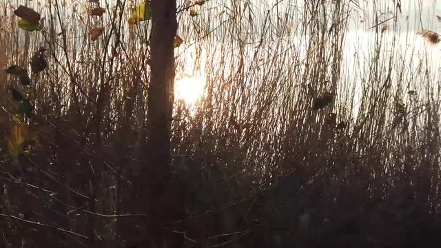 Panoramica di canneto al tramonto