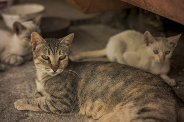 Preciosos gatos abandonados en el vertedero