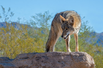 Coyote Turning on a Rock in the Desert Southwest