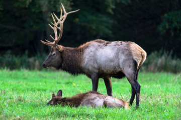 Naklejka na ściany i meble Pennsylvania Elk