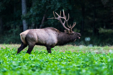 Pennsylvania Elk