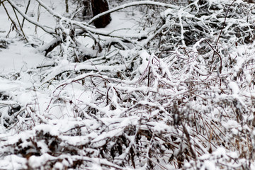 A branch of a tree covered with fluffy snow. Birch branches and other trees. there is toning