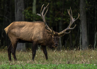 Naklejka na ściany i meble Pennsylvania Elk