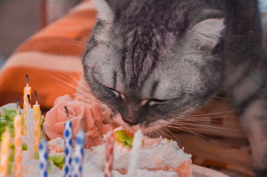 hungry gray tabby striped cat striped eats cake close-up, the birthday of the animal. Concept weight gain during the holiday, obesity and diet for the cat.