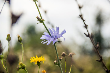 blossoming chicory and hawkweed
