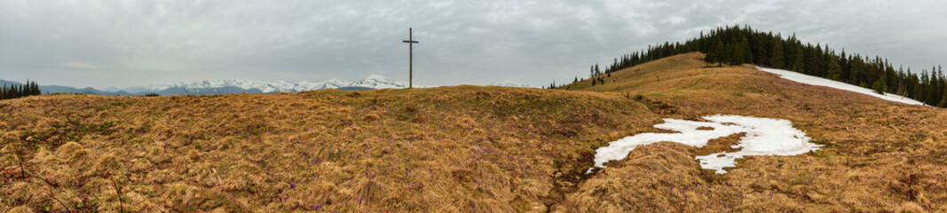 Purple Crocus flowers on spring morning mountain