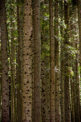 Naklejka premium a spruce forest