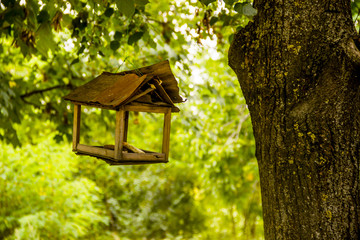 feeder for birds