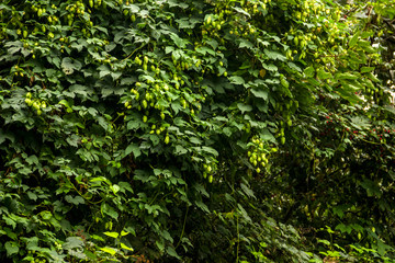 Fototapeta premium green hop cones