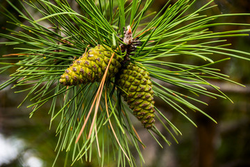 two pine cones