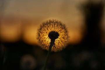 Dandelion silhouette against sunset with seeds blowing in the wind in bavaria near munich