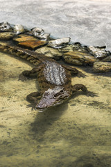 Young Brown Crocodile in the water