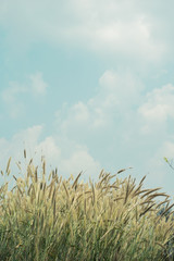 Flower grass vintage nature background