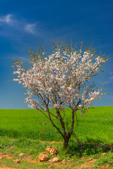 Fototapeta na wymiar Almond tree at cereal fields