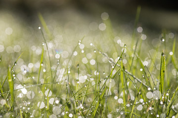 grass droplets