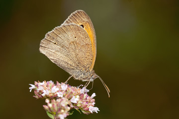 Kleines Wiesenvögelchen