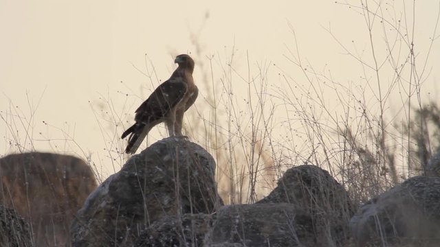 Bonelli's eagle stands on a rock