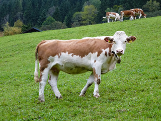 Ennstaler Bergschecken