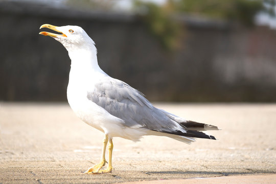 Close up of seagull standing on the sidewalk.