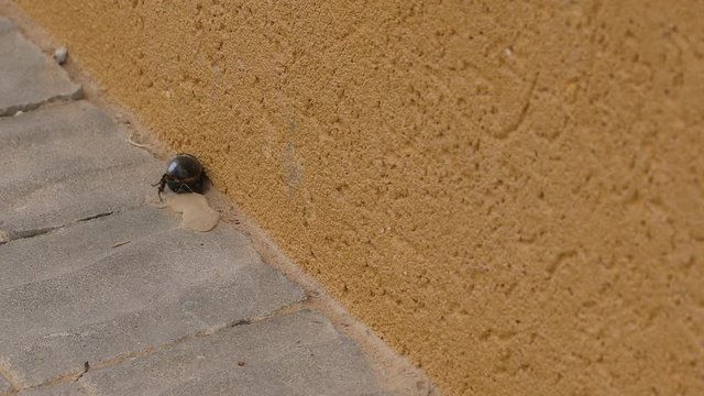 Wounded beetle crawls away yellow wall after fighting ants