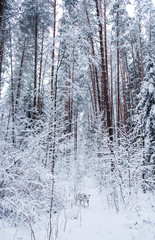 Dalmatian runs in beautiful winter forest with many thin twigs covered in snow.