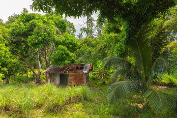 Small dilapidated tin hut in the jungle.