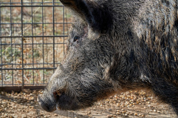 Wild boars caught in a box trap