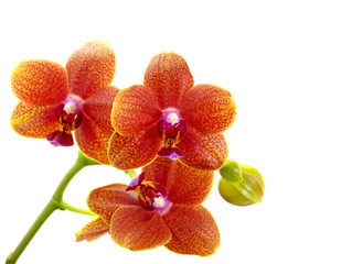 Orchideen, Orchidaceae, isoliert vor weißem Hintergrund