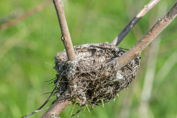 Bird Nest in a Rhus Typhinia on the Side of the Road