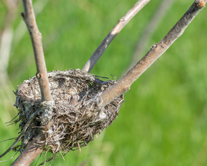 Bird Nest in a Rhus Typhinia on the Side of the Road