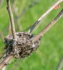 Bird Nest in a Rhus Typhinia on the Side of the Road