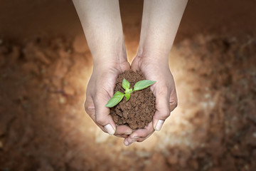 plant in hands, soil blur background